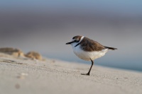 Kulik morsky - Charadrius alexandrinus - Kentish Plover o2891